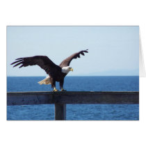 Eagle Stretches cards
