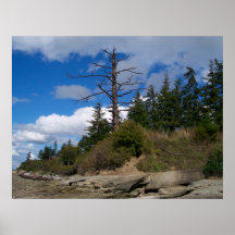 Eagle Tree Print