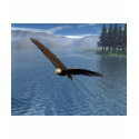 Eagle t-shirts