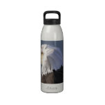 Eagle Water Bottle