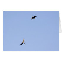 Eagles at Conowingo Dam cards by DaveHobday Eagles at Conowingo Dam cards