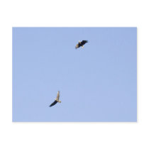 Eagles at Conowingo Dam postcards by DaveHobday Eagles at Conowingo Dam postcards