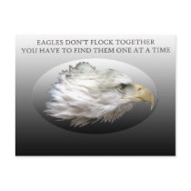 Eagles Don't Flock Together Postcard by JudsonJoyce Eagles Don't Flock Together Postcard