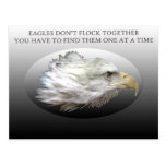 Eagles Don't Flock Together Postcard