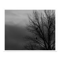Eagles in Tree posters by randum Eagles in Tree posters
