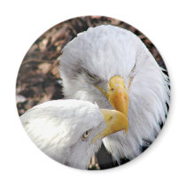eagles magnets by deemac1 eagles magnets