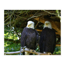 Eagles posters by jeanro Eagles posters