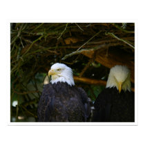 Eagles posters by jeanro Eagles posters