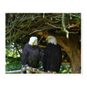 Eagles posters by jeanro Eagles posters