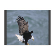 Eagles Strong Postcards
