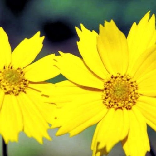 Eared Coreopsis magnet
