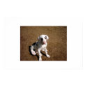 Earl The Great Dane posters