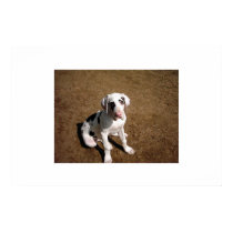 Earl The Great Dane posters