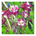 Early Afternoon Beauty posters by IAPugBreeder Early Afternoon Beauty posters