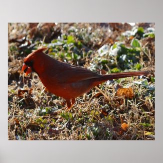 Early Bird finds the Seed Print print