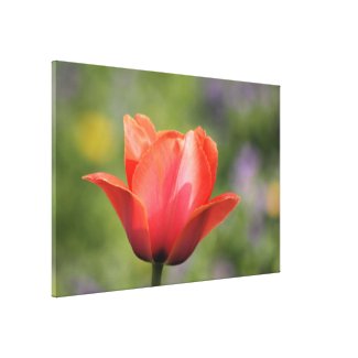 Early Bloomer Tulip Photography Gallery Wrapped Canvas