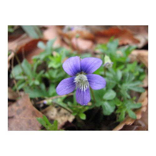 Early Blue Violet Up Close print