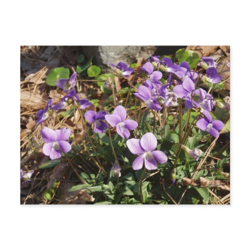 Early Blue Violet (Viola palmata) postcard