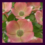 Early Dogwood Blossoms Poster