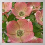 Early Dogwood Blossoms Poster