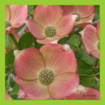 Early Dogwood Blossoms Poster posters