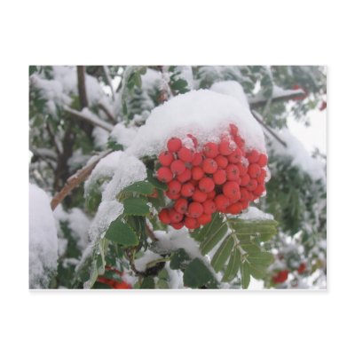 Early Montana Winter Postcard