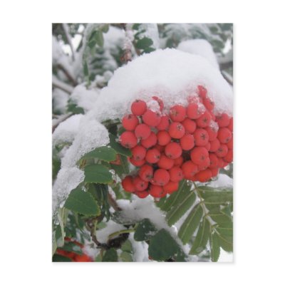 Early Montana Winter Post Card