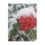 Early Montana Winter Post Cards