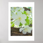 Early Morning Blossoms Poster