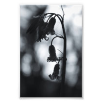 Early morning bluebell's photography