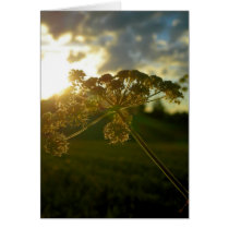 Early morning flower cards by Boogybunny Early morning flower cards