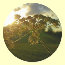 Early morning flower stickers