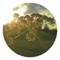 Early morning flower stickers