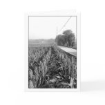 Early Morning in the Milo Field cards