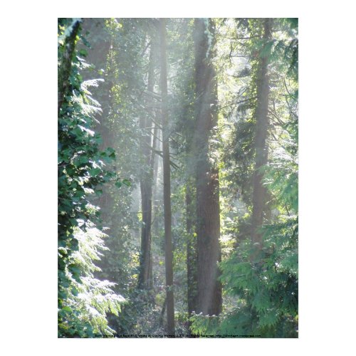 Early Morning Sun Rays #14 print