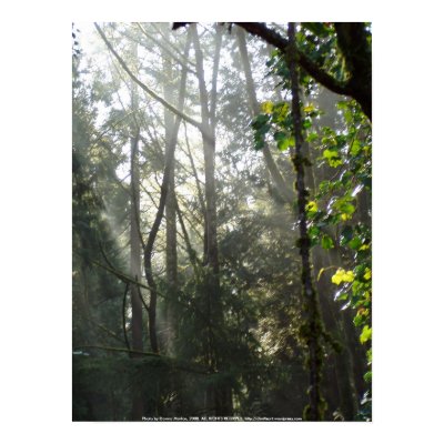 Early Morning Sun Rays #15 Print by dlmtleArt