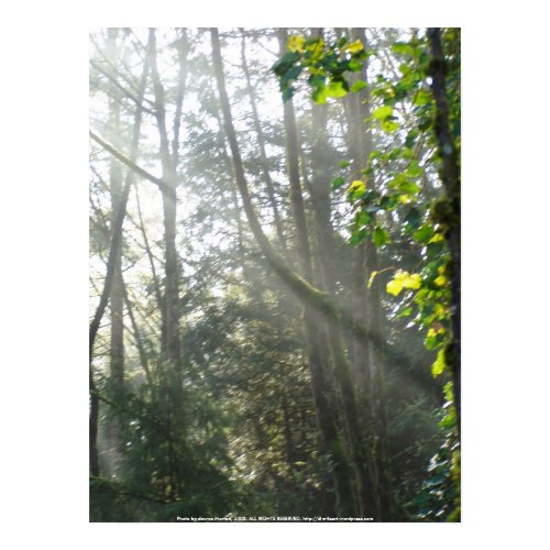 Early Morning Sun Rays #16 print