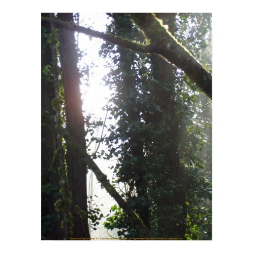 Early Morning Sun Rays # 17 print