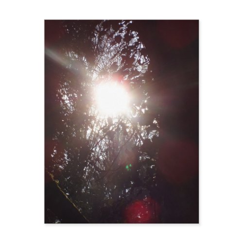Early Morning Sun Rays #18 postcard