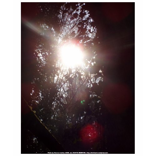 Early Morning Sun Rays #18 shirt