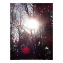 Early Morning Sun Rays #19 posters