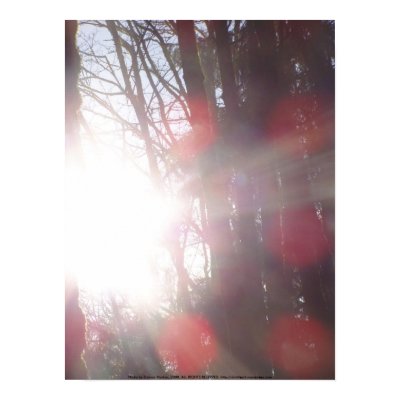 Early Morning Sun Rays #28 Posters by dlmtleArt