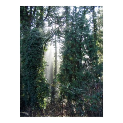 Early Morning Sun Rays #8 Posters by dlmtleArt