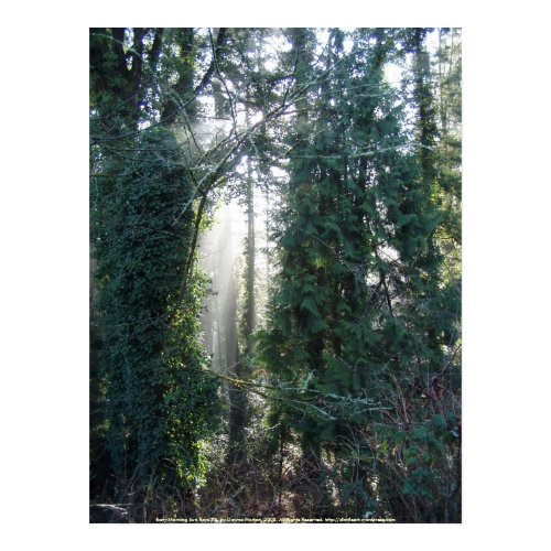 Early Morning Sun Rays #8 print