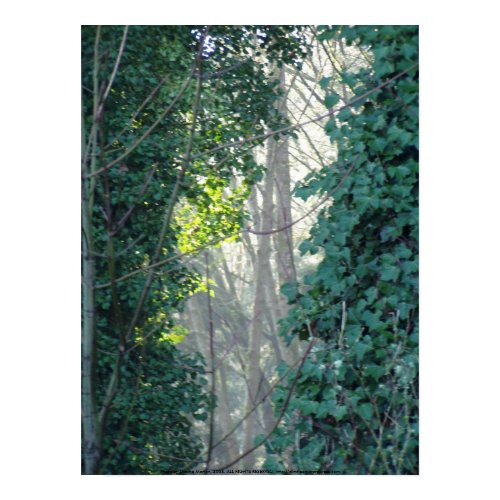 Early Morning Sunrays # 13 print