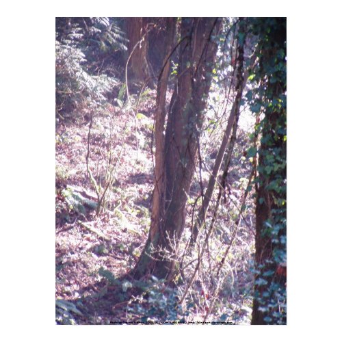 Early Morning Sunrays #23 print