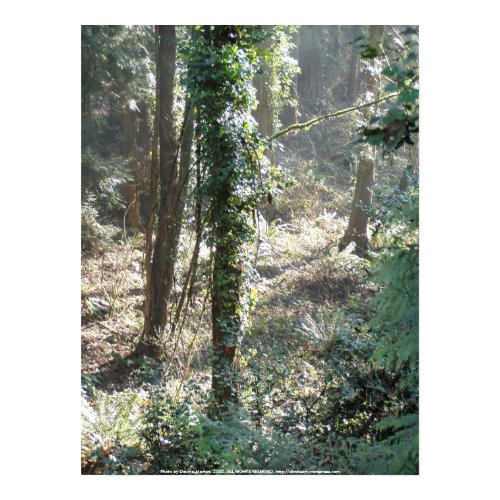 Early Morning Sunrays #24 print