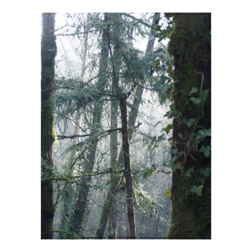 Early Morning Sunrays #27 print