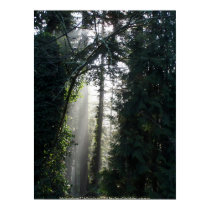 Early Morning Sunrays # 7 posters by dlmtleArt Early Morning Sunrays # 7 posters