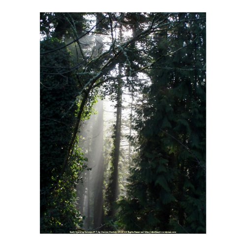 Early Morning Sunrays # 7 print